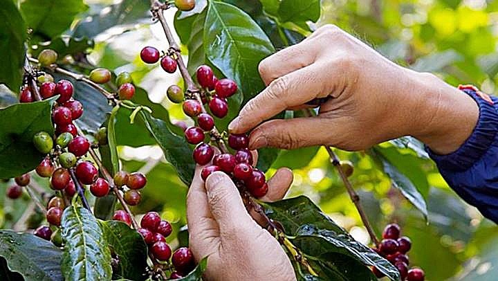 Giá cà phê hôm nay 21/9: Robusta và Arabica quay đầu giảm