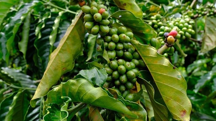 Giá cà phê hôm nay 24/9: Robusta và Arabica xu hướng giảm