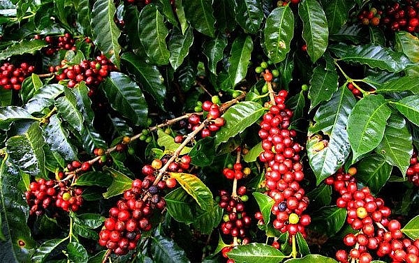 Giá cà phê hôm nay 3/10: Robusta và Arabica đều hồi phục