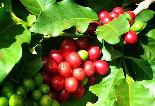 Giá cà phê hôm nay 4/10: Robusta quay đầu giảm mạnh