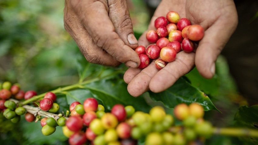 Giá cà phê hôm nay 7/10: Arabica hồi phục sau chuỗi giảm