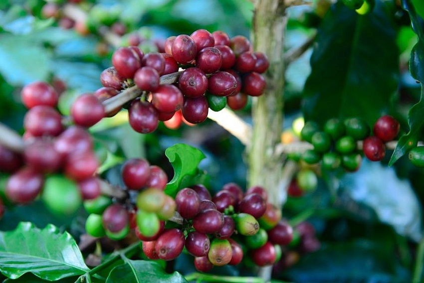 Giá cà phê hôm nay 10/10: Đồng loạt giảm