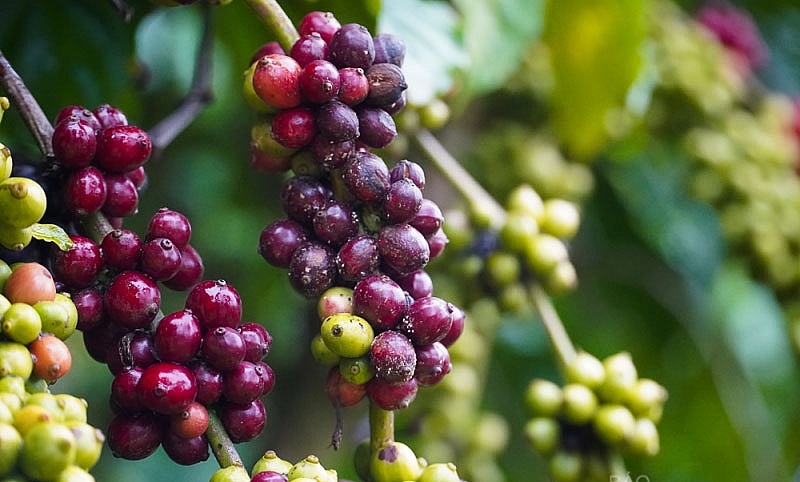 Giá cà phê hôm nay 19/10: Robusta giữ đà tăng