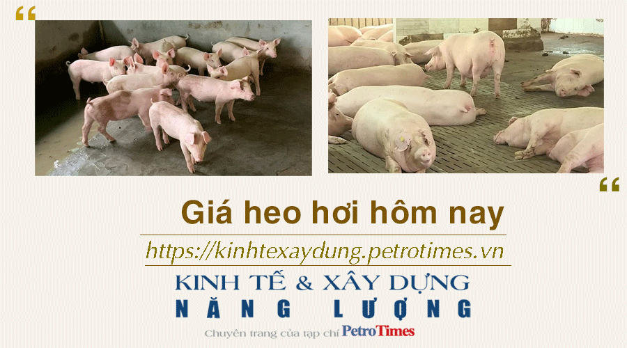 Giá heo hơi hôm nay 9/1: Tăng nhẹ tại một vài địa phương