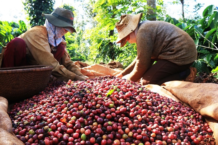 Kim ngạch xuất khẩu cà phê năm 2023 đạt mức cao kỷ lục