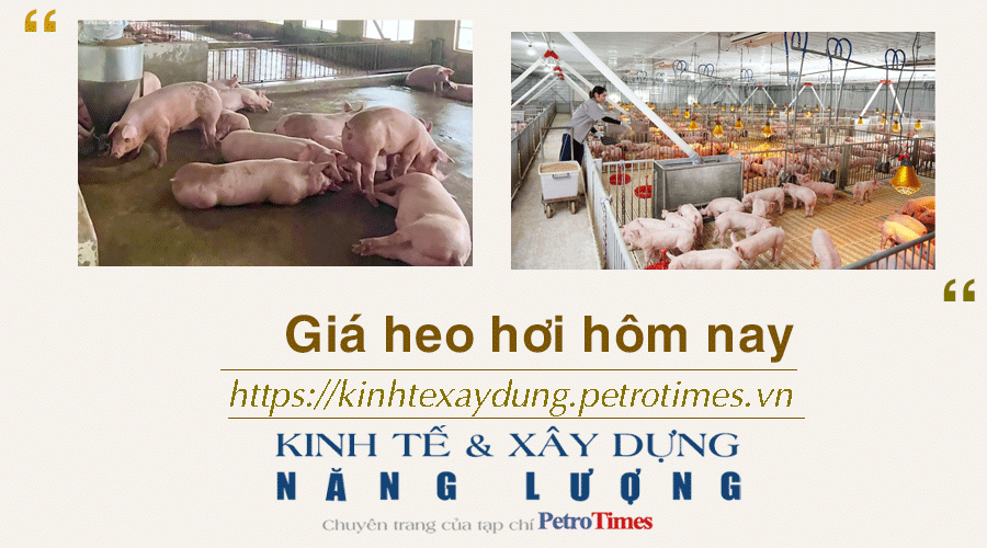 Giá heo hơi hôm nay 13/1: Tăng rải rác ở một vài nơi