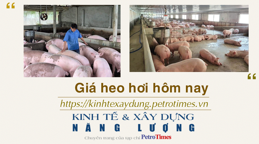 Giá heo hơi hôm nay 17/1: Tiếp đà tăng