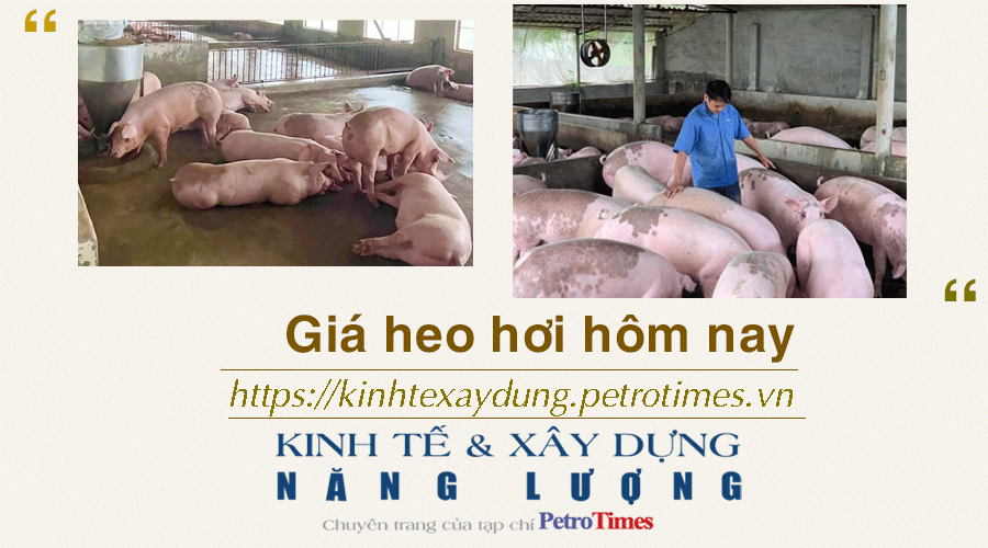 Giá heo hơi hôm nay 15/2: Tiếp tục lặng sóng