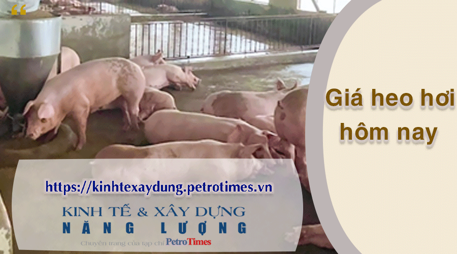 Giá heo hơi hôm nay 5/4: Ổn định trên cả nước