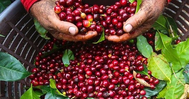Giá cà phê liên tục lập đỉnh, Việt Nam giữ vững ngôi đầu