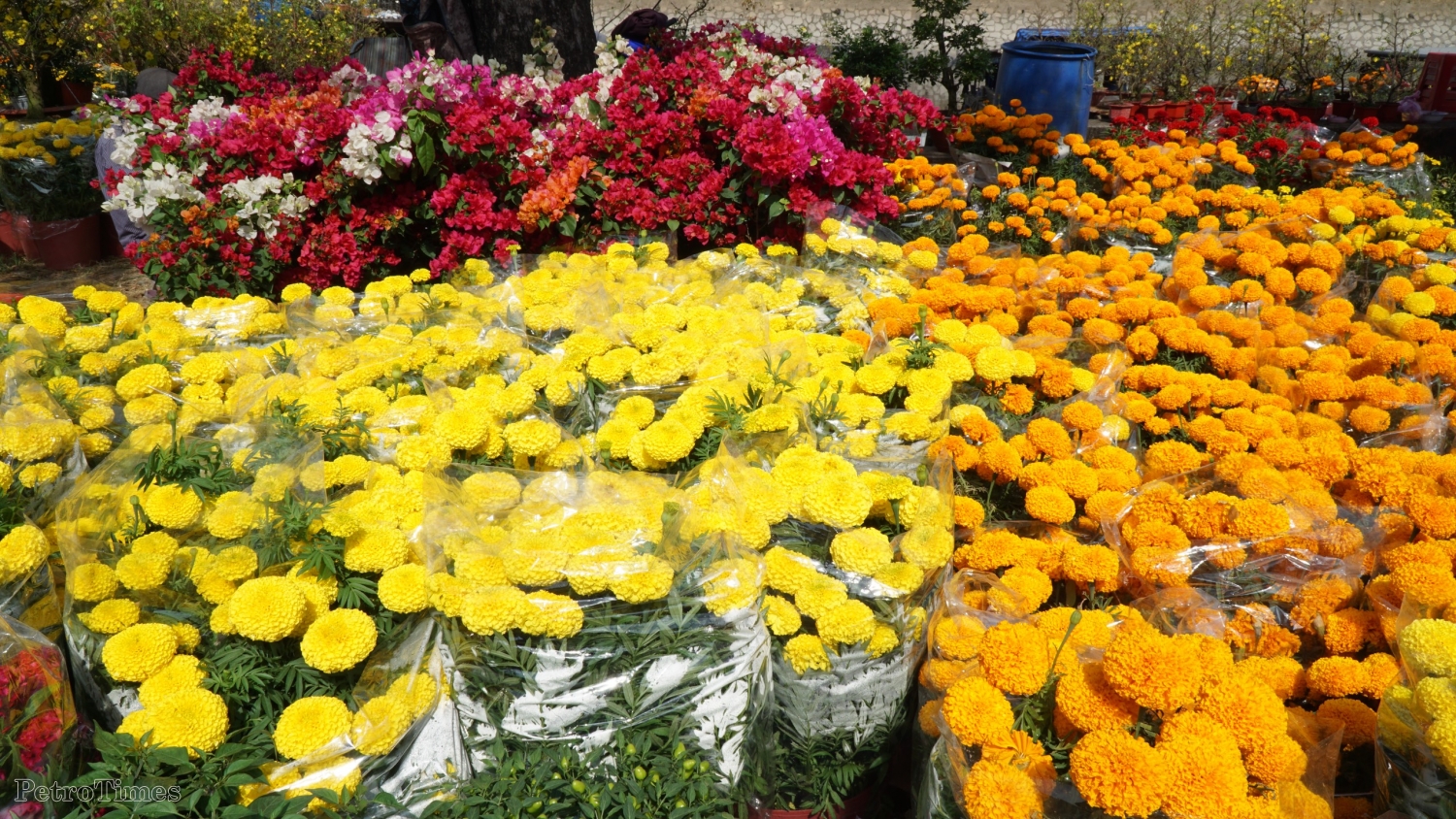 Ngắm chợ hoa “Trên bến dưới thuyền” giữa Sài Gòn