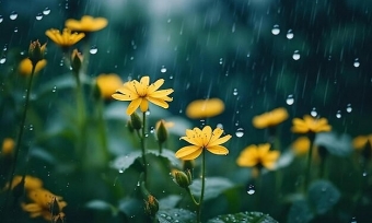 Dự báo thời tiết ngày 10/11/2025: Bắc Bộ mưa rào và dông rải rác