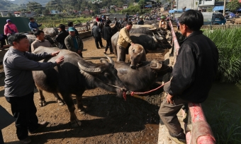 Phiên chợ trâu Bắc Hà: 'Sàn giao dịch trăm năm' nơi cao nguyên trắng