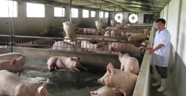 Giá lợn heo hơi hôm nay 17/8: Giao dịch trong khoảng 58.000 - 71.000 đồng/kg