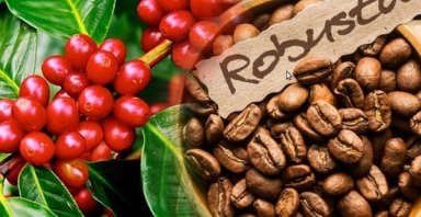 Giá cà phê hôm nay 26/9: Robusta ở mức cao