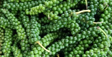 Tiêu xanh Việt Nam tăng đột biến 1.300%, chợ bán 1,6 triệu đồng/kg