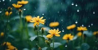 Dự báo thời tiết ngày 10/11/2025: Bắc Bộ mưa rào và dông rải rác