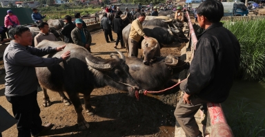 Phiên chợ trâu Bắc Hà: 'Sàn giao dịch trăm năm' nơi cao nguyên trắng