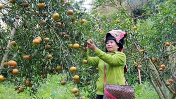 Giải bài toán vận chuyển, bảo quản để nông sản miền núi 'xuất ngoại'