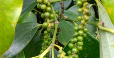 Giá tiêu hôm nay 2/10: Giữ mức ổn định