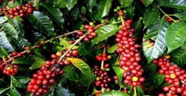 Giá cà phê hôm nay 3/10: Robusta và Arabica đều hồi phục