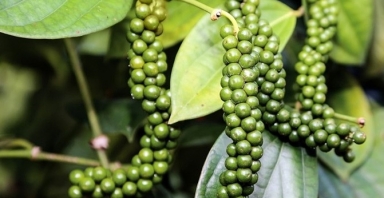 Giá tiêu hôm nay 4/10: Thị trường trong nước tiếp tục đi ngang