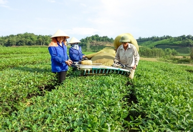 Chậm công bố báo cáo tài chính năm 2022, Tổng công ty Chè Nghệ An bị tạm dừng giao dịch cổ phiếu