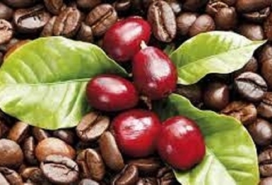 Giá cà phê hôm nay 18/6: Tăng 900 đồng/kg tại các địa phương thu mua trọng điểm
