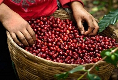 Giá cà phê hôm nay 1/10: Thu mua cao nhất ở mức 46.500 đồng/kg