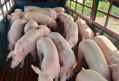 Giá heo hơi hôm nay 21/11: Không ghi nhận biến động mới
