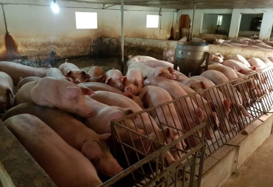 Giá heo hơi hôm nay 23/11: Miền Bắc tăng 1.000 - 3.000 đồng/kg