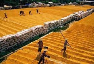 Thị trường xuất khẩu gạo nhộn nhịp dịp cuối năm