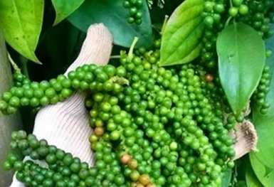 Giá tiêu hôm nay 2/12: Duy trì ổn định