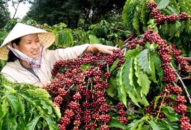 Giá cà phê hôm nay 5/12: Tăng nhẹ ở một số địa phương