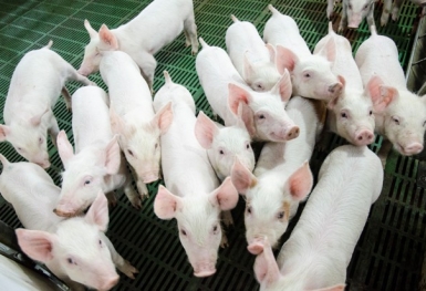 Giá heo hơi hôm nay 5/12: Ghi nhận mức cao nhất là 55.000 đồng/kg