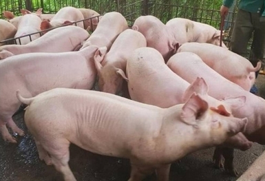 Giá heo hơi hôm nay 6/12: Biến động trái chiều