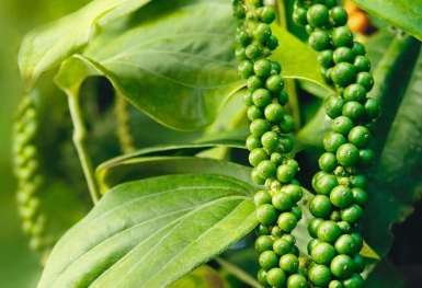 Giá tiêu hôm nay 13/12: Giảm 1.000 đồng/kg tại các vùng trọng điểm