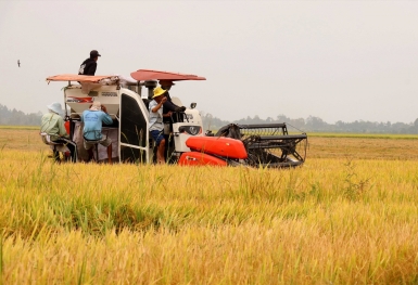 Thị trường lúa gạo cuối năm nhộn nhịp, giao dịch nhiều