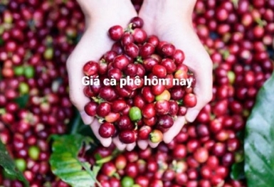 Giá cà phê hôm nay 14/12: Tăng nhẹ