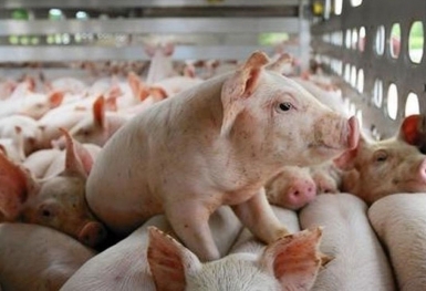 Giá heo hơi hôm nay 14/12: Cao nhất ở mức 55.000 đồng/kg