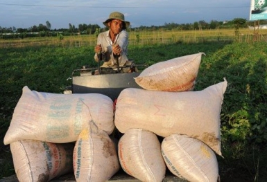 Nhu cầu gạo xuất khẩu ổn định, giá “đứng vững” ở mức cao