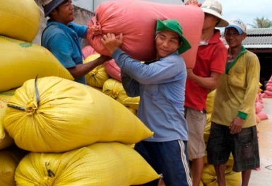 Lúa Đông Xuân bán sớm ghi nhận tăng giá trên thị trường