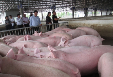 Giá heo hơi hôm nay 21/1: Thấp nhất 51.000 đồng/kg