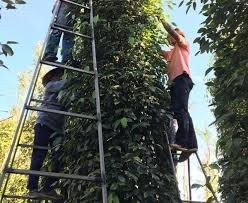 Bức tranh mất mùa, sản lượng thấp hỗ trợ giá hồ tiêu tiếp tục tăng