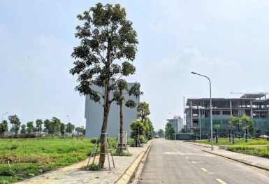 Đấu giá đất vùng ven Hà Nội sôi động giữa lúc thị trường trầm lắng