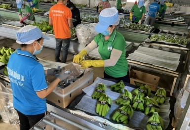 HAGL đặt kế hoạch lãi 1.130 tỷ đồng, không chia cổ tức năm 2022 và 2023