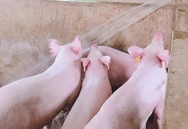 Giá heo hơi hôm nay 21/11: Tăng cao nhất 3.000 đồng/kg