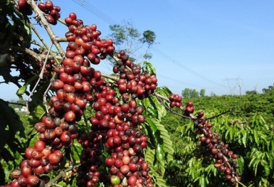 Giá cà phê hôm nay 23/11: Thị trường trong nước giảm