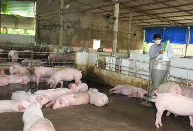 Giá heo hơi hôm nay 23/11: Điều chỉnh không đồng nhất