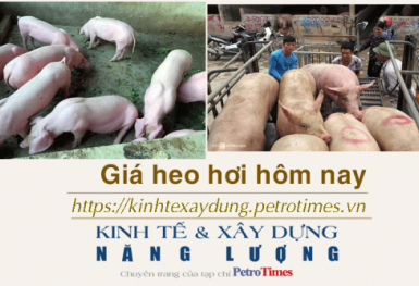 Giá heo hơi hôm nay 24/11: Biến động trái chiều